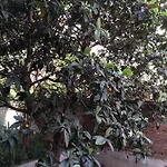 Apartamento Konakli