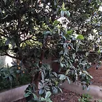 Konakli